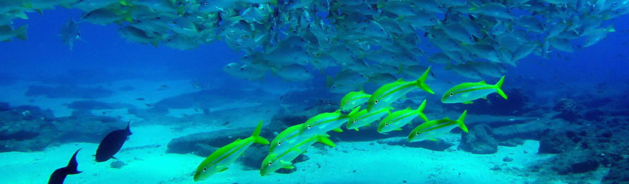 Scuba Diving Cabo Pulmo
