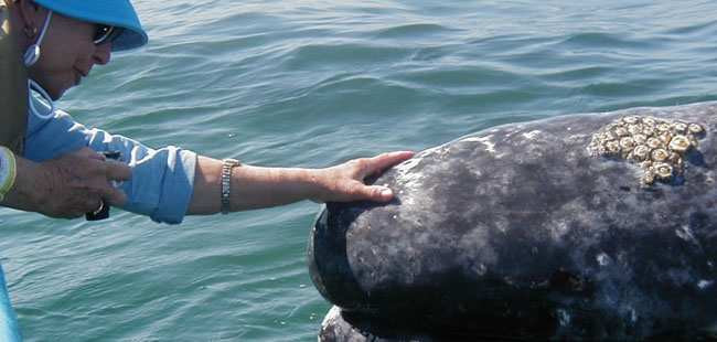 Cabo Escape Whale Watch