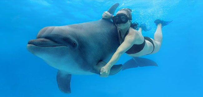 Dolphin Trainer for a Day