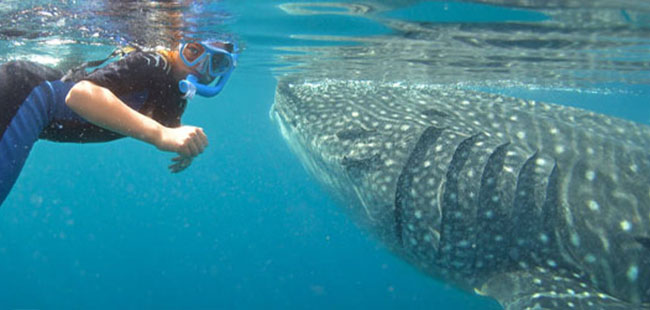 Whale Sharks Adventure