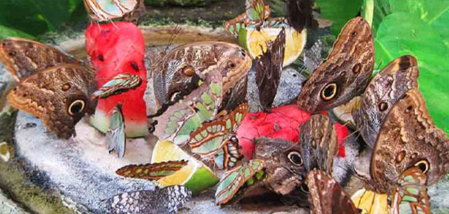 Private Xcaret Express