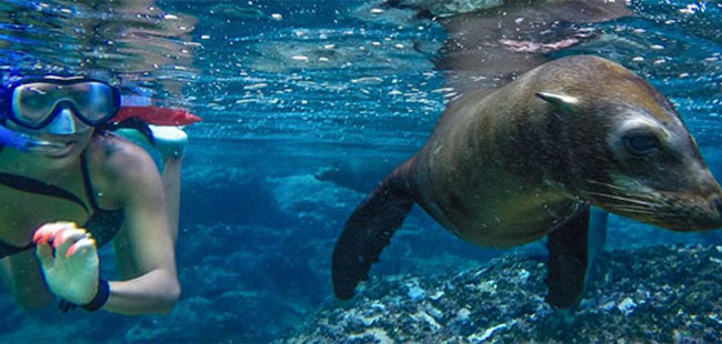 Sea Lion Discovery
