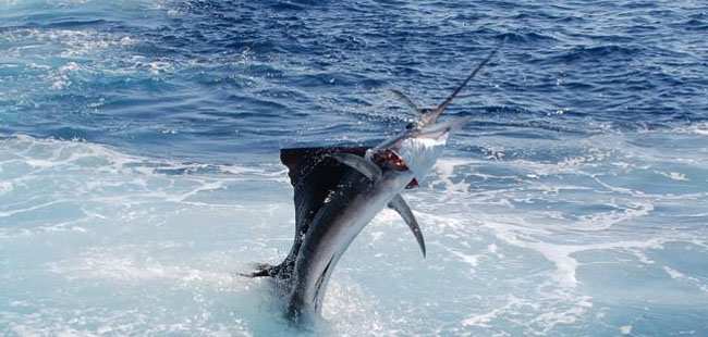 Cabo Wave Runner Rentals