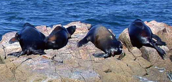 Stone Island Tour in Mazatlan