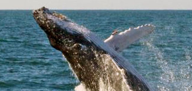 Mazatlan Whale Watching Tour