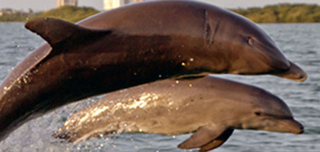 Mazatlan's Wild Dolphins Adventure Tour