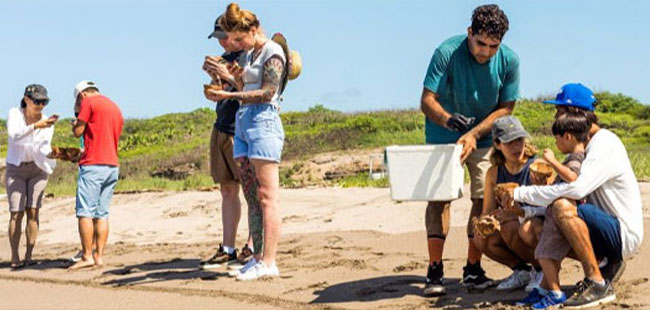 Sea Turtle & Wetland Discovery