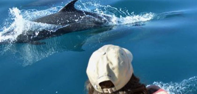 Mazatlan's Wild Dolphins Adventure Tour