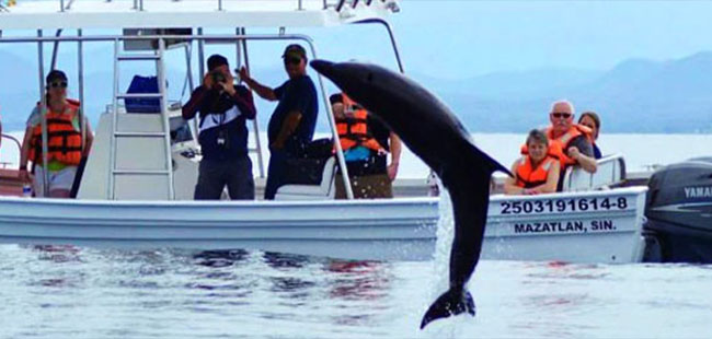 Mazatlan's Wild Dolphins Adventure Tour