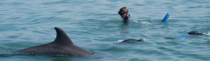 Wild Dolphin Discovery & Snorkel Banderas Bay