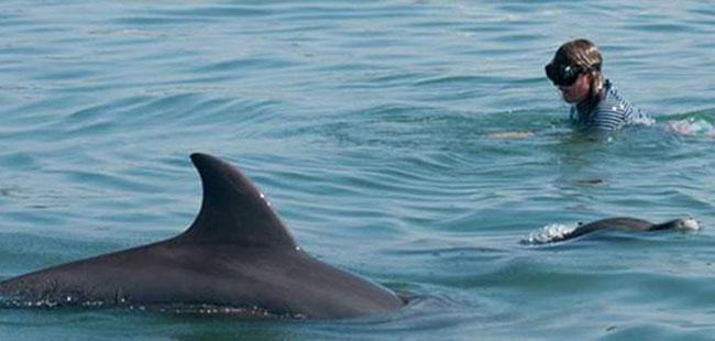Wild Dolphin Discovery & Snorkel Banderas Bay