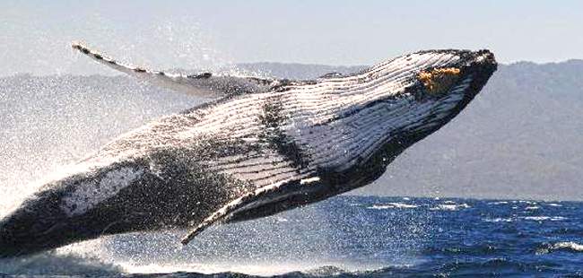 Pacific Whale Watching & Wild Dolphin Adventure