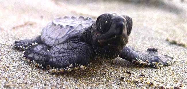 Puerto Vallarta Turtle Release Adventure