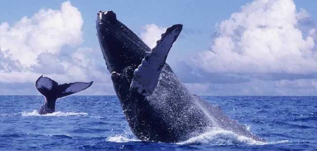 Zodiac Whale Watching Puerto Vallarta