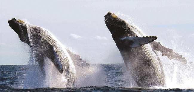 Sea Turtles, Dolphins & Whales - Super 3 in 1 Eco Tour