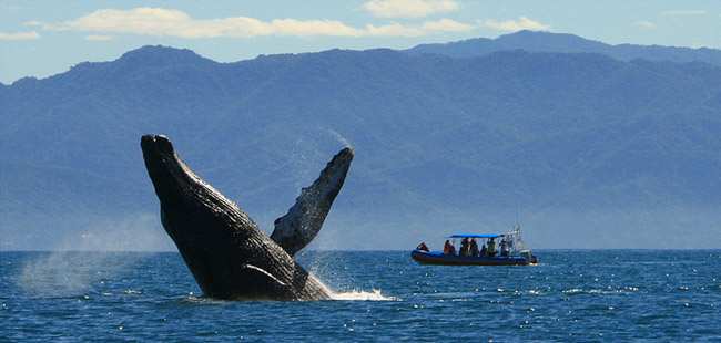 Banderas Bay Express Whale Watching & Sailing Tour