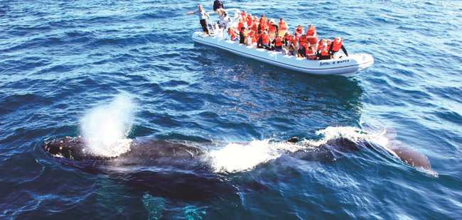 Private Speedboat Whale Expedition
