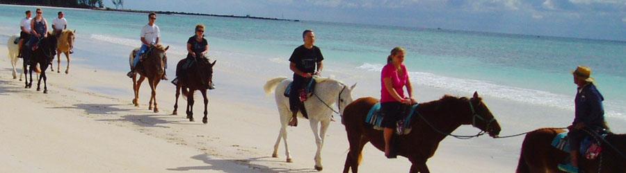 Migrino Beach Horseback Ride Cabo 7