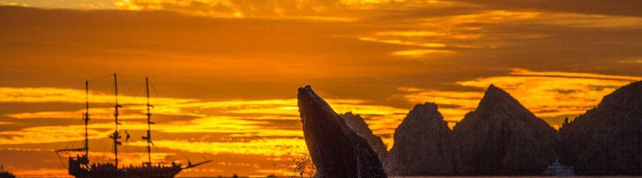 Buccaneer Queen Whale Watching Fun Adventure 1