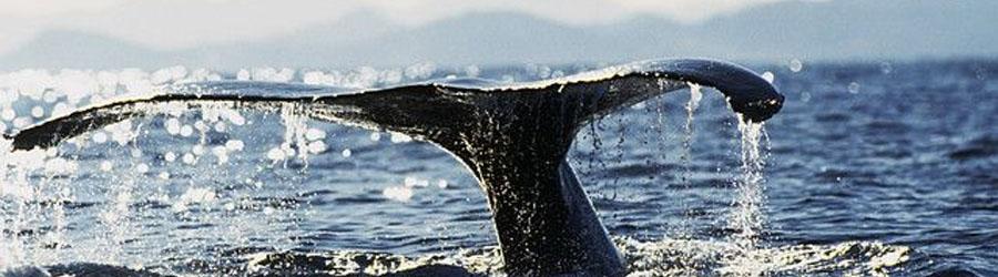 Buccaneer Queen Whale Watching Fun Adventure 3