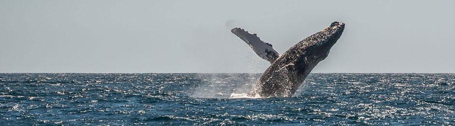 Buccaneer Queen Whale Watching Fun Adventure 8
