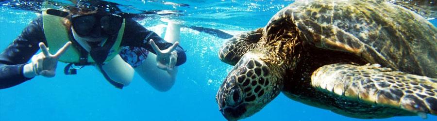 Cabo Escape Snorkel & Chileno Bay Cruise 2