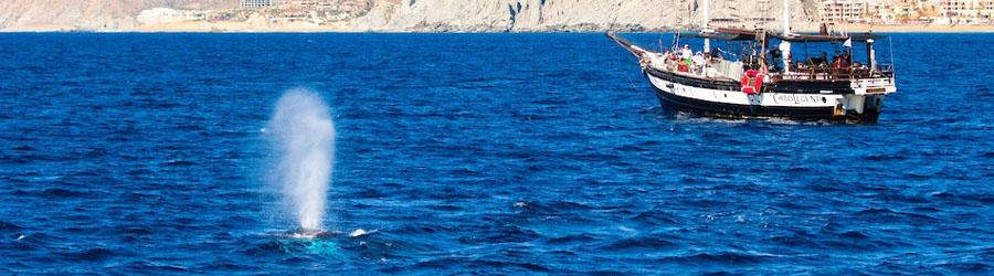 Whales & Tales Pirate Ship Adventure 4