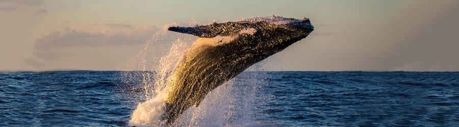 Whales & Tales Pirate Ship Adventure 5