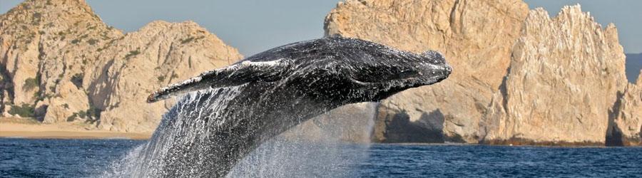 Whales & Tales Pirate Ship Adventure 6