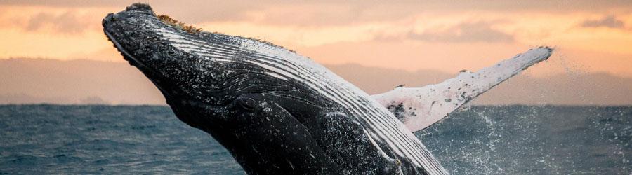 Whales & Tales Pirate Ship Adventure 8