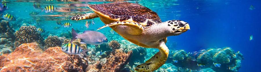 Cabo Pulmo Snorkeling Tour 3