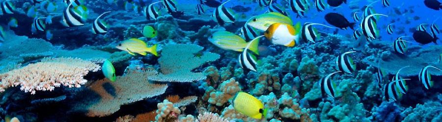 Cabo Pulmo Snorkeling Tour 4