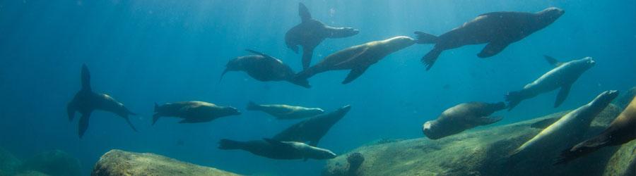 Cabo Pulmo Snorkeling Tour 7
