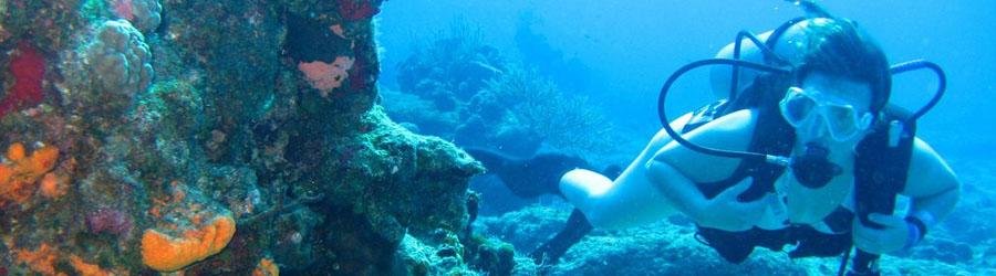 Local Scuba Diving 1