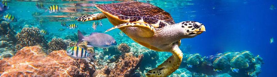 Cabo Snorkel Express 2