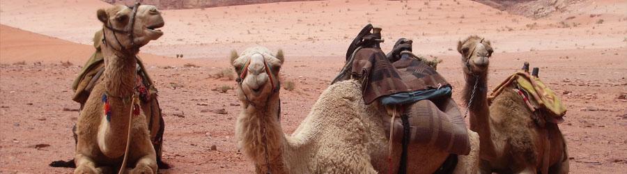 Cabo Camel Ride Adventure 2