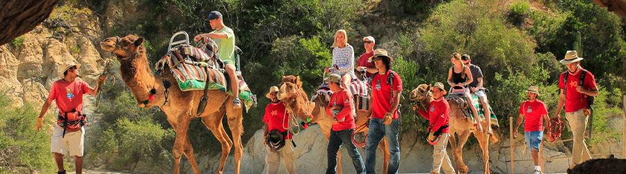 Cabo Camel Ride Adventure 4