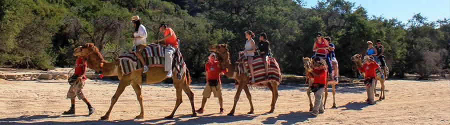 Cabo Camel Ride Adventure 6