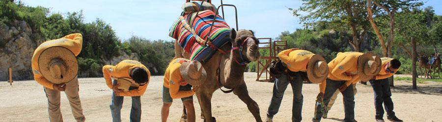Cabo Camel Ride Adventure 7