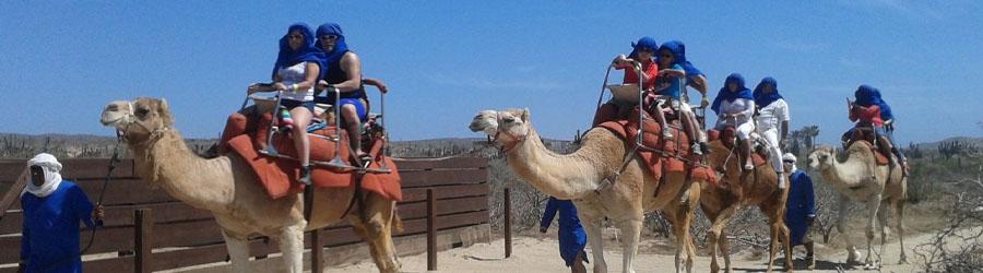4x4 Outback Safari & Camel Ride Cabo 8