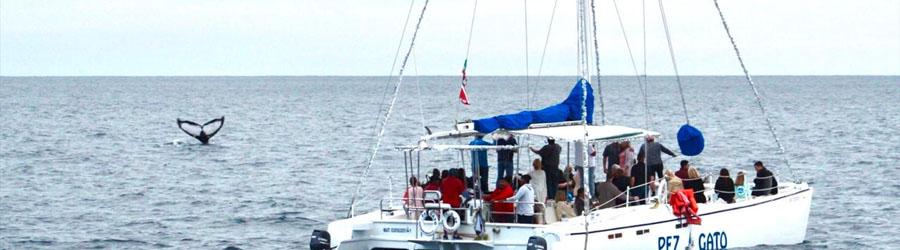 Cabo San Lucas Private 46’ Catamaran Charter 2