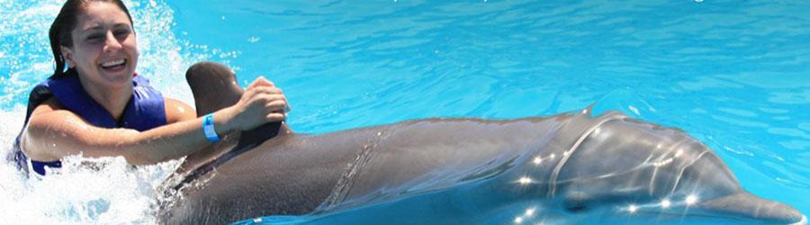 Los Cabos Dolphin Encounter 2