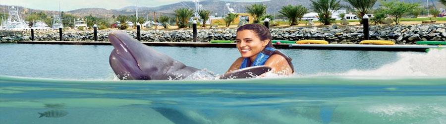 Los Cabos Dolphin Encounter 3