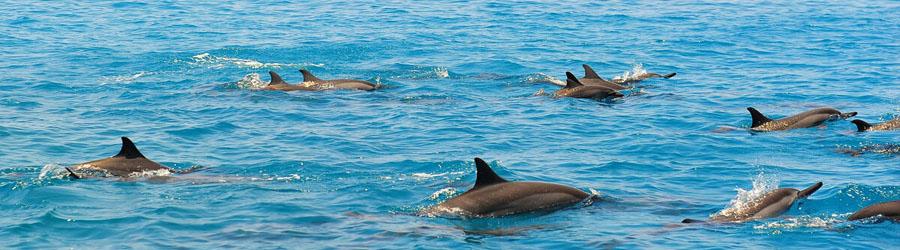 Los Cabos Dolphin Encounter 5