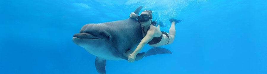 Cabo Dolphin Encounter – Family Dolphin Swim 2