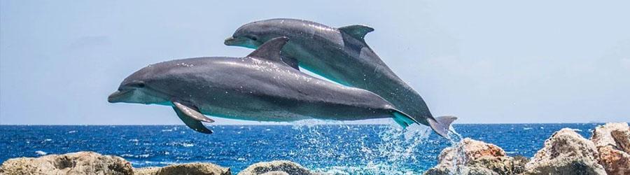 Cabo Dolphin Encounter – Family Dolphin Swim 3
