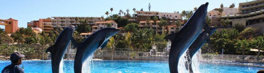 Cabo Dolphin Encounter – Family Dolphin Swim 7