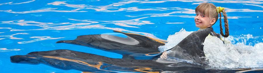 Swimming With Dolphins in Cabo 1