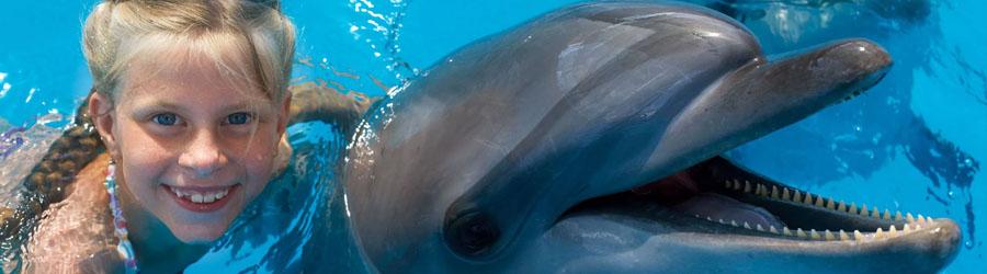 Swimming With Dolphins in Cabo 3
