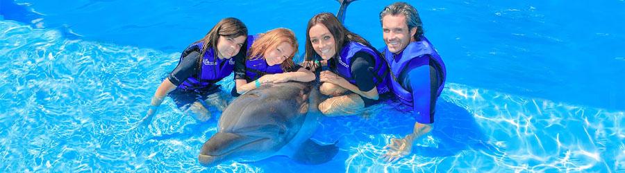 Swimming With Dolphins in Cabo 7